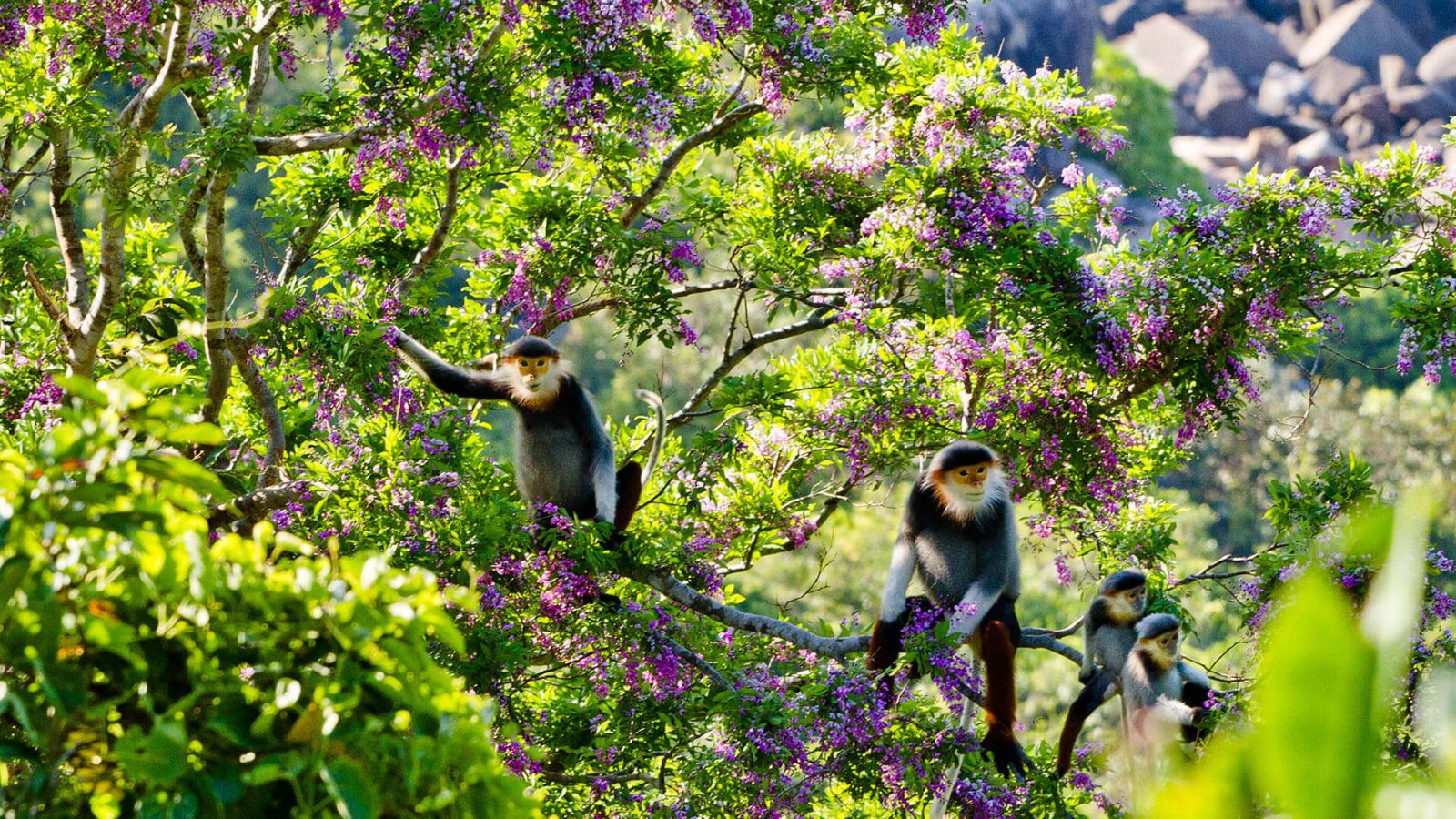 ecotourism-in-Da-Nang